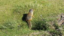 Image of Columbian ground squirrel