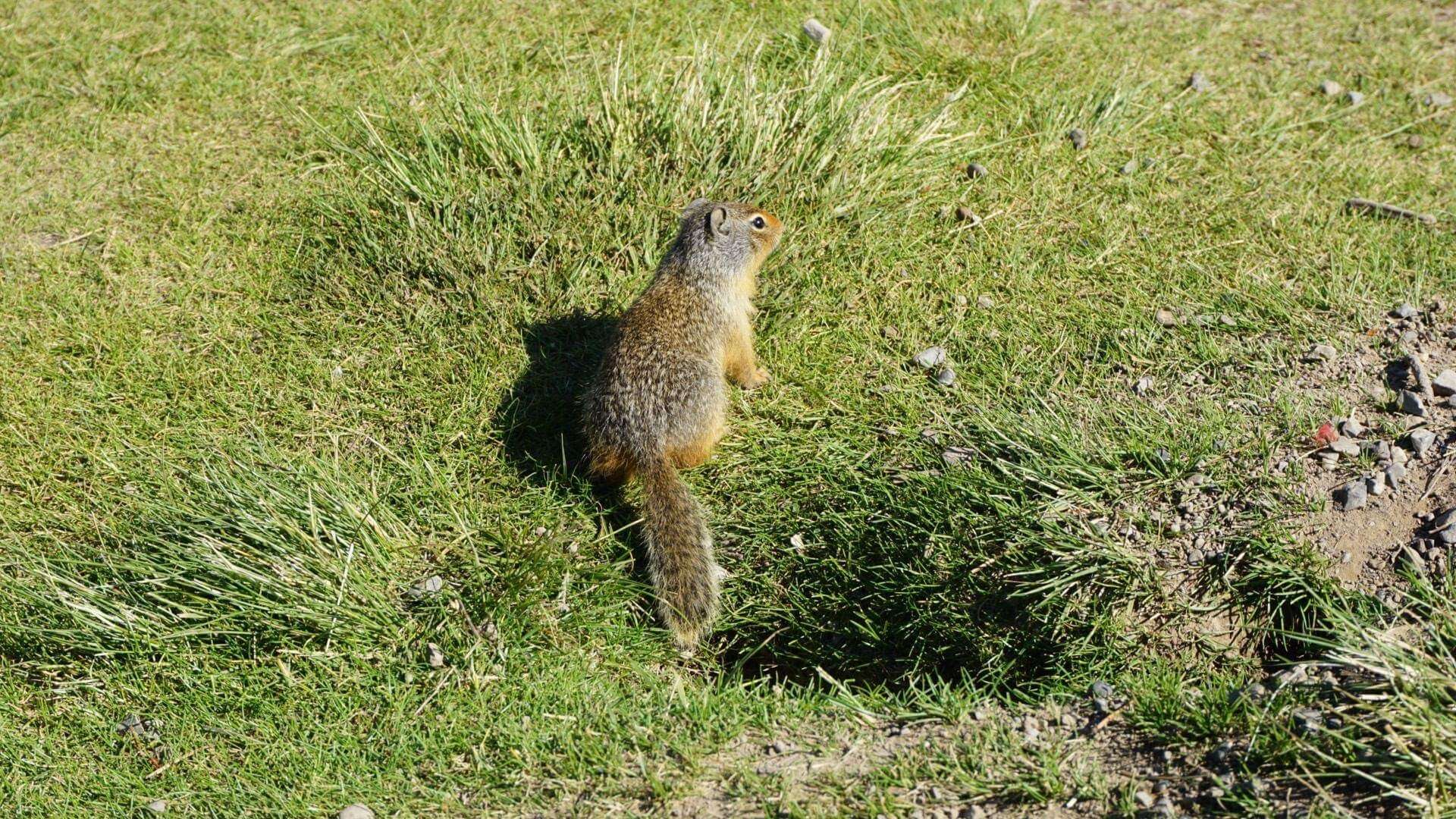 Image of Columbian ground squirrel