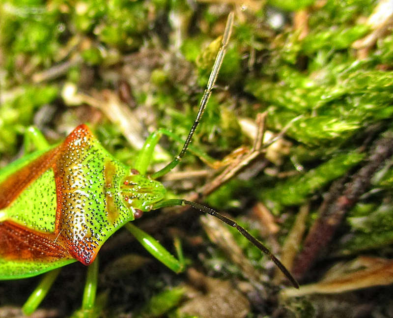 صورة Acanthosoma haemorrhoidale (Linnaeus 1758)