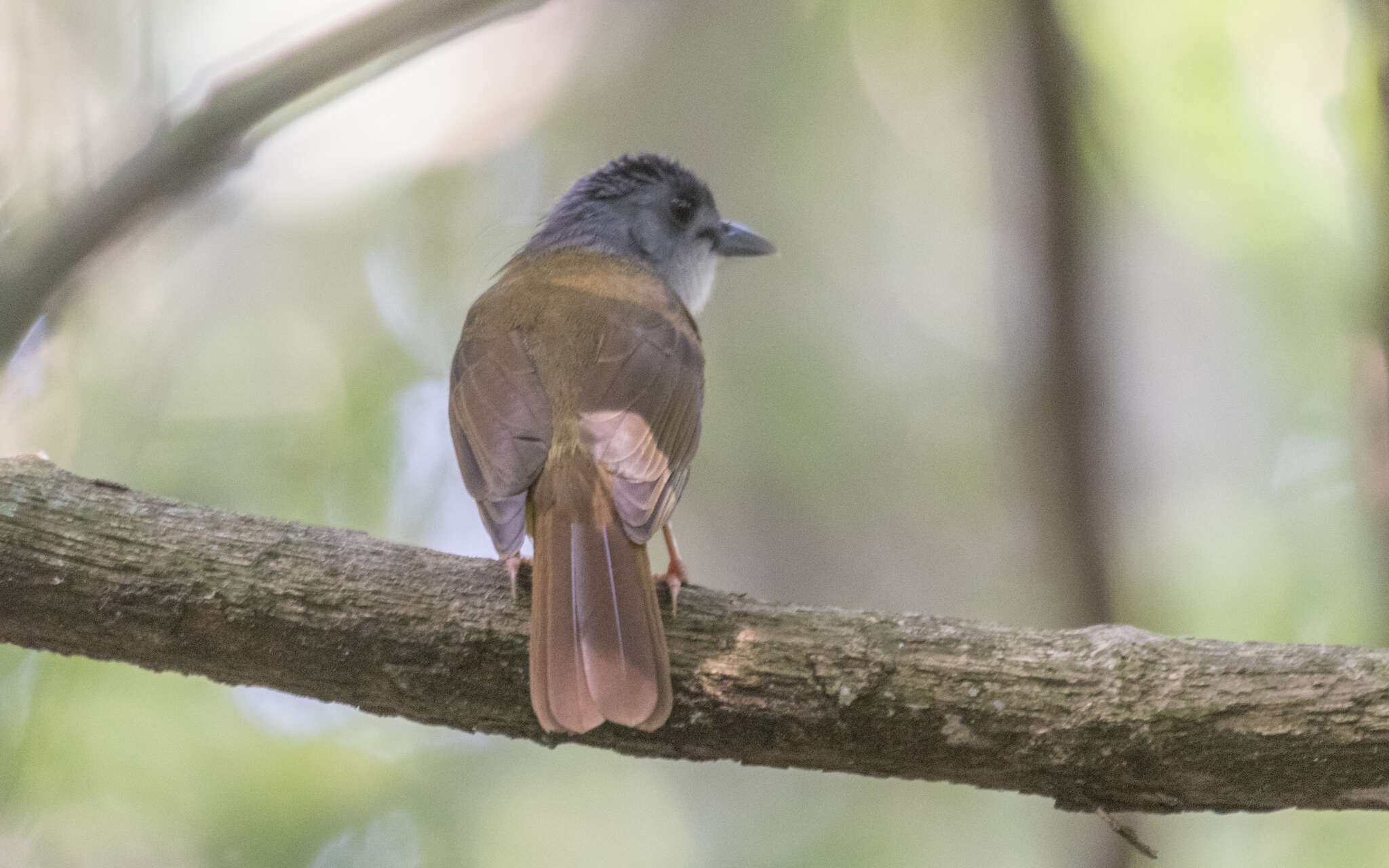 Image of Yellow-bellied Bulbul