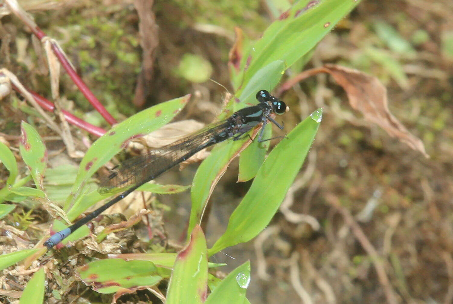 Image of Argia ulmeca Calvert 1902