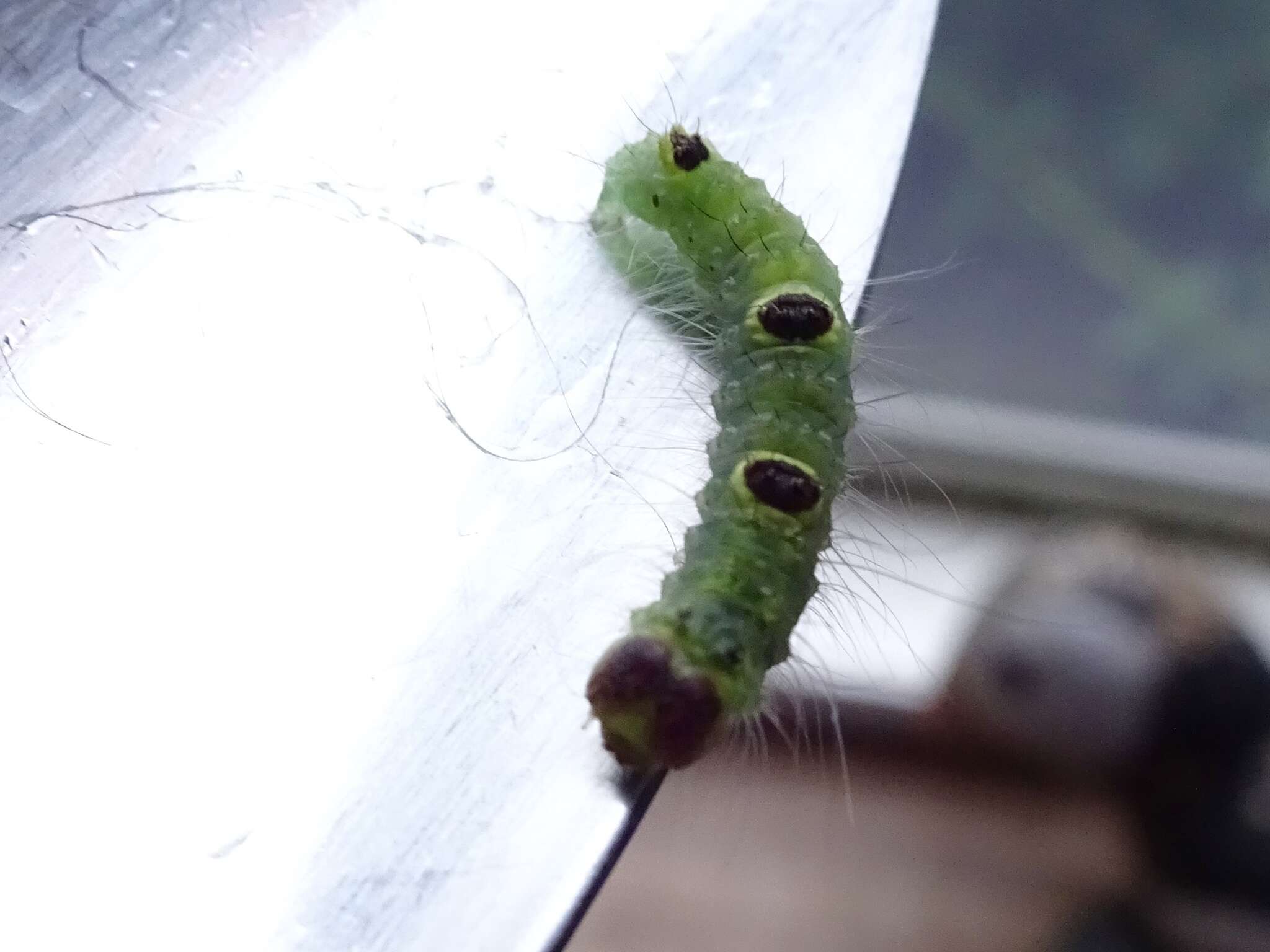 Image of Ochre Dagger Moth