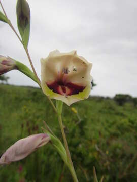 Imagem de Gladiolus papilio Hook. fil.