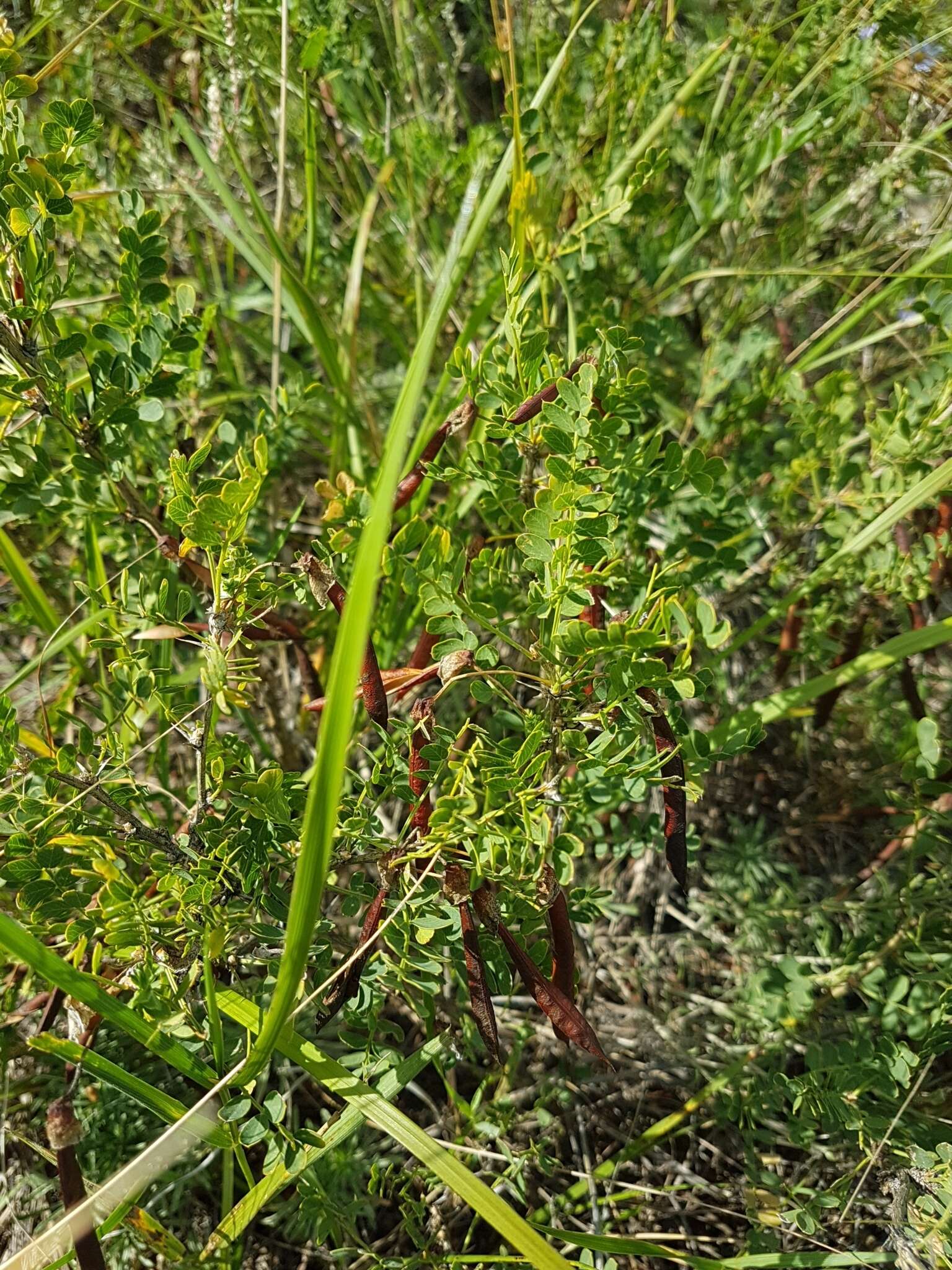 Слика од Caragana microphylla Lam.