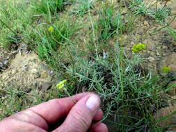 Image of Helichrysum rutilans (L.) D. Don