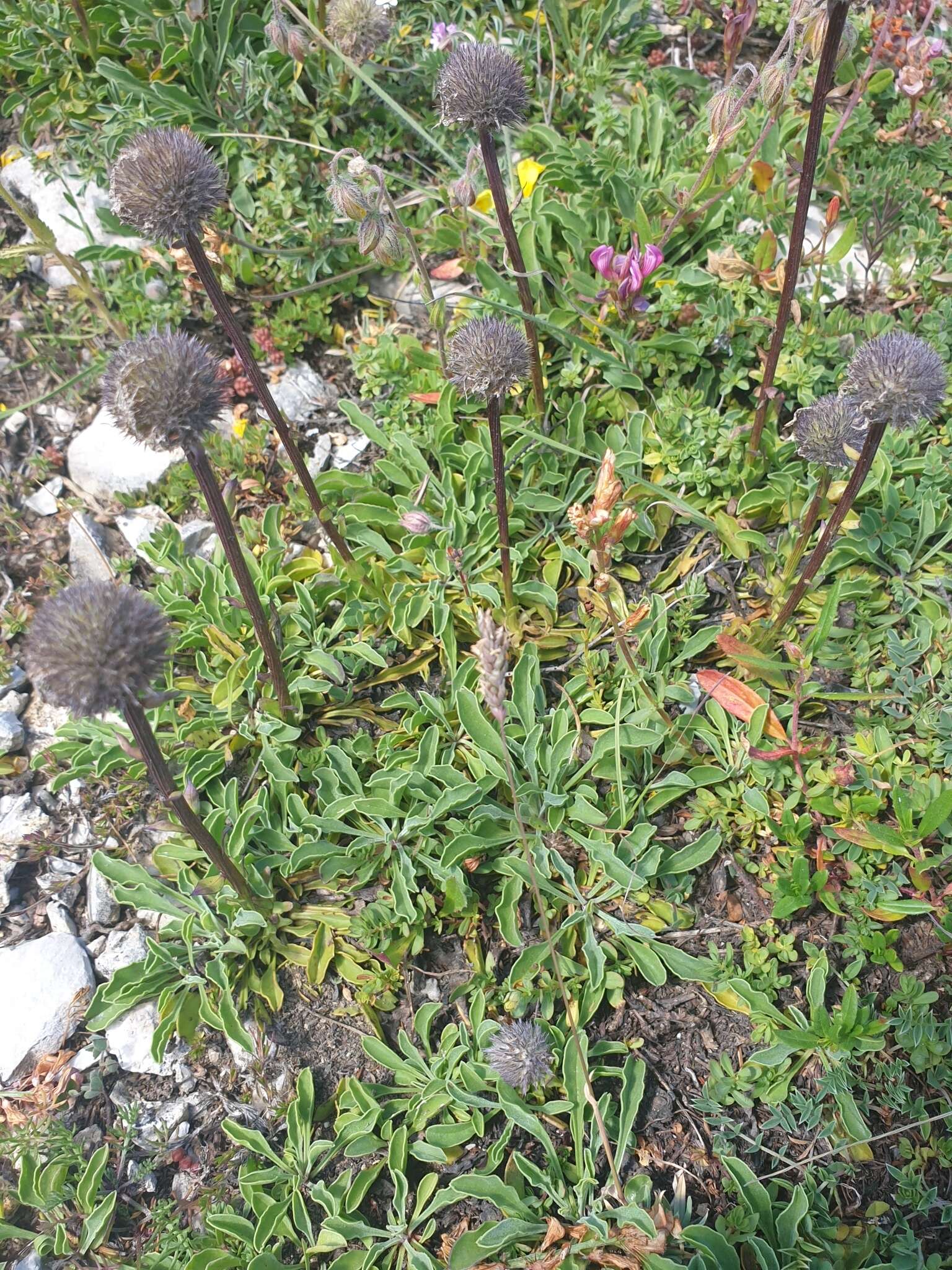 Image of Globularia trichosantha Fischer & C. A. Meyer