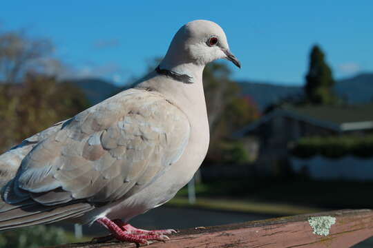 Image of African Collared Dove