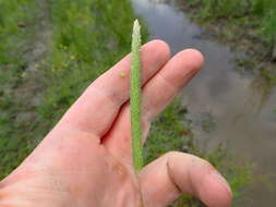 Image of timothy canarygrass