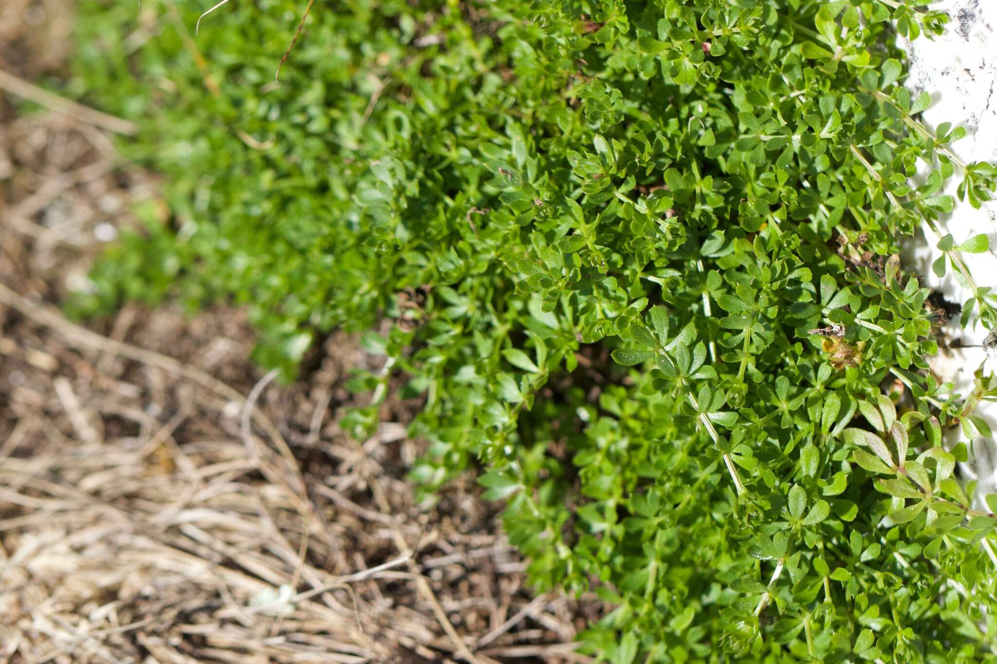 Plancia ëd Galium saxatile L.