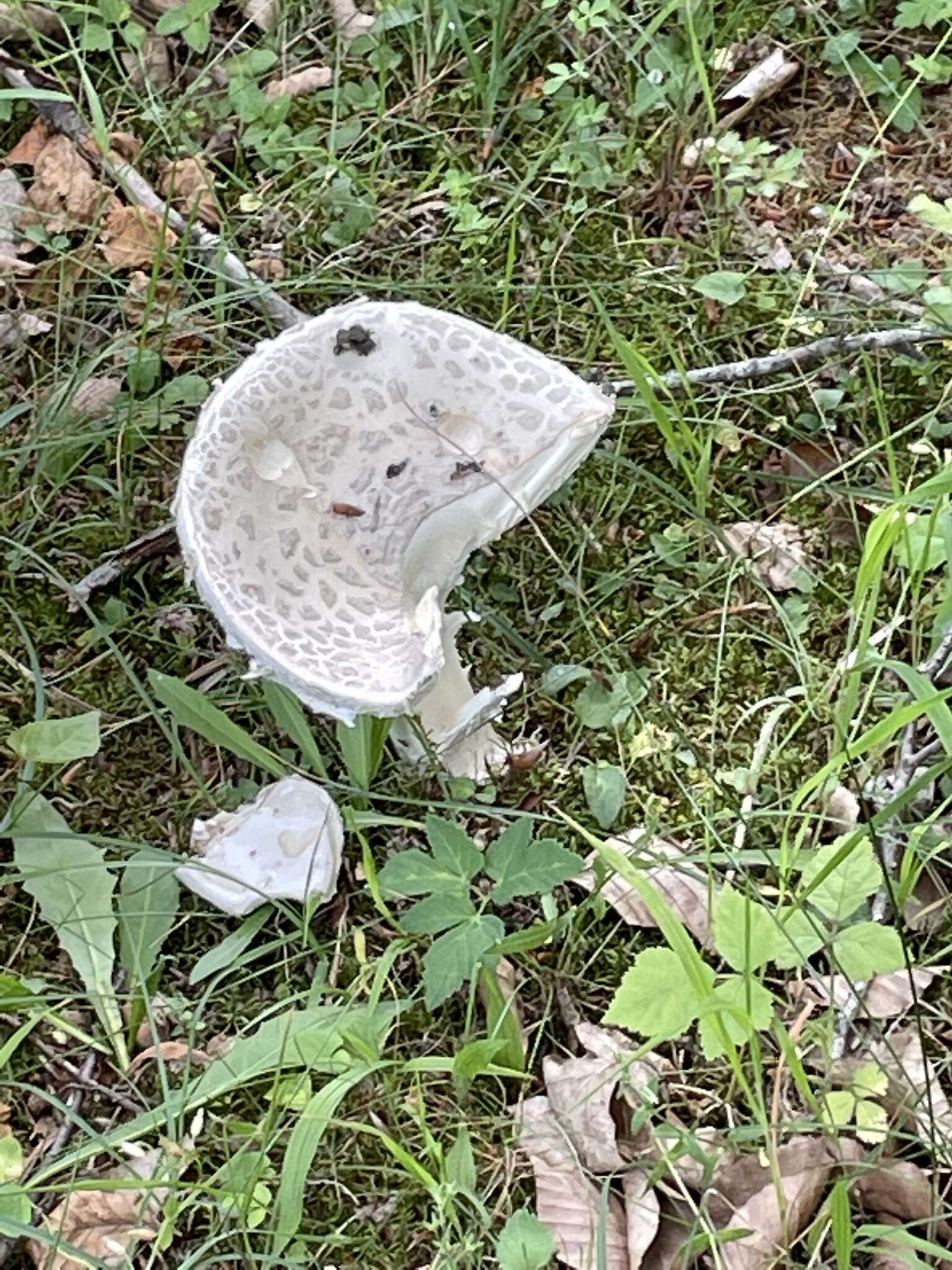 Image of Amanita strobiliformis (Paulet ex Vittad.) Bertill. 1866