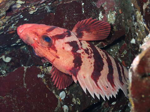 Image of Tiger rockfish