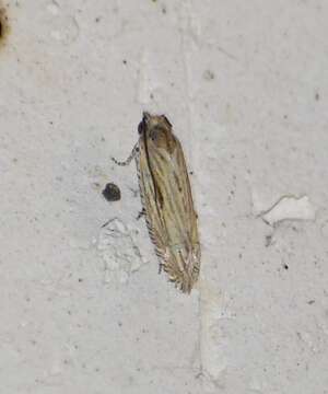 Image de <i>Eucosma grindeliana</i>