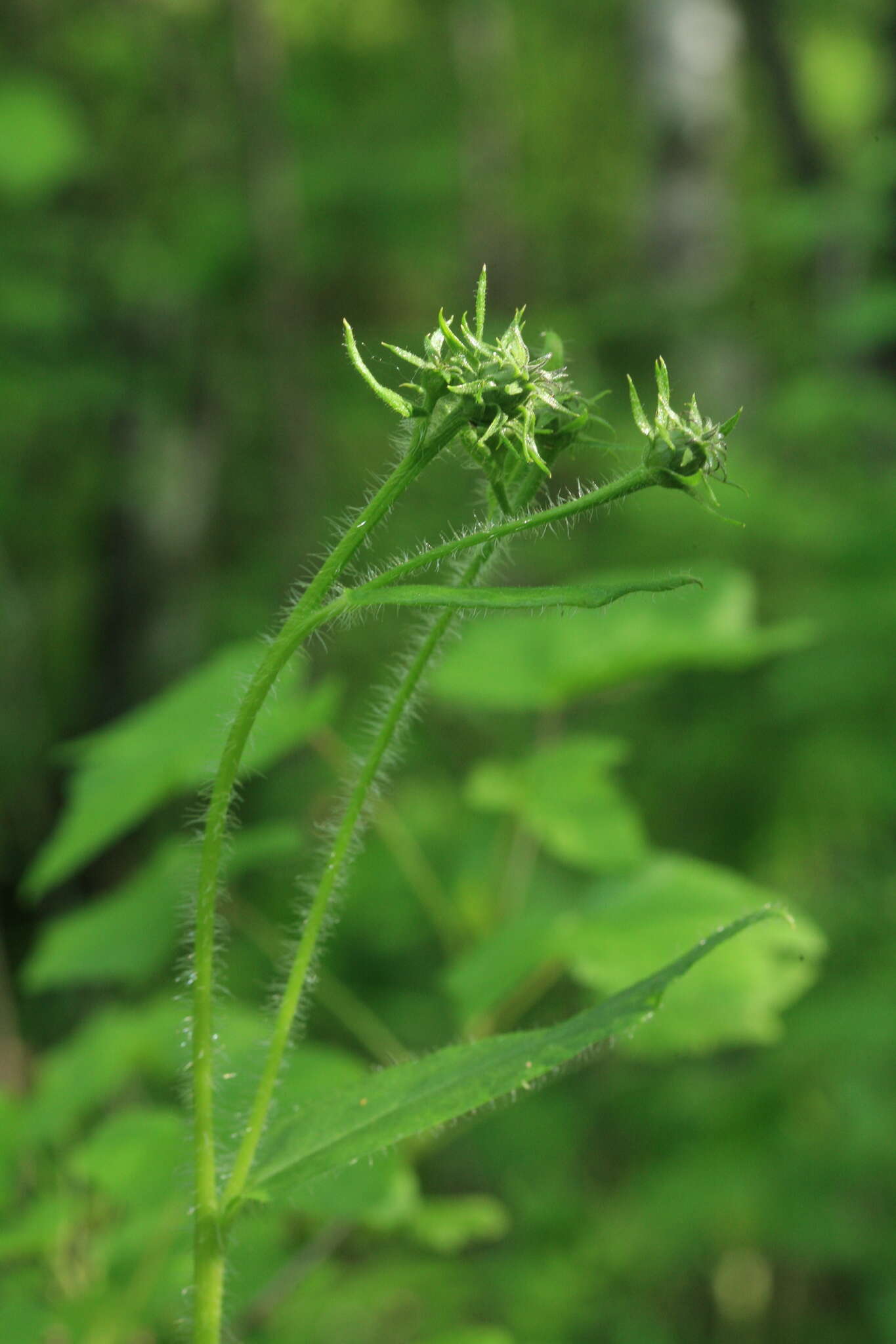 Image of Saussurea umbrosa Kom.