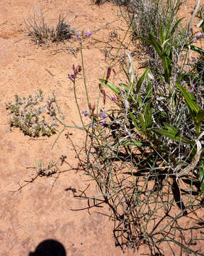 Imagem de Astragalus episcopus S. Wats.