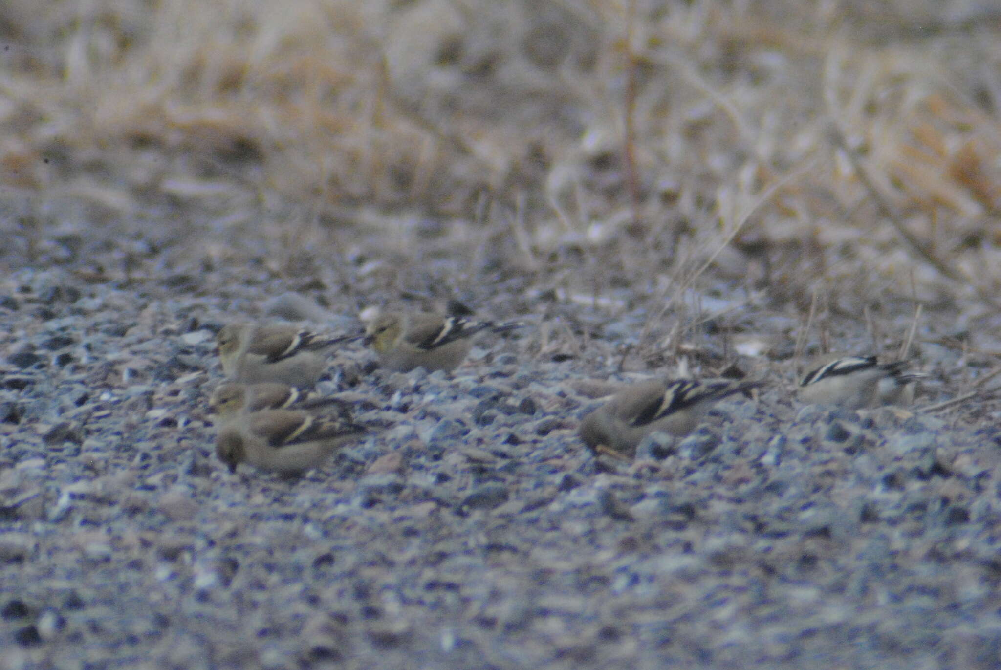 Spinus tristis pallidus Mearns 1890的圖片