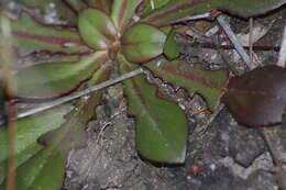 Image de Goodenia mystrophylla