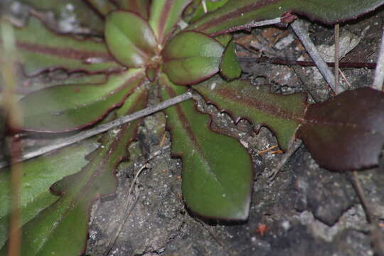 Image of Goodenia mystrophylla