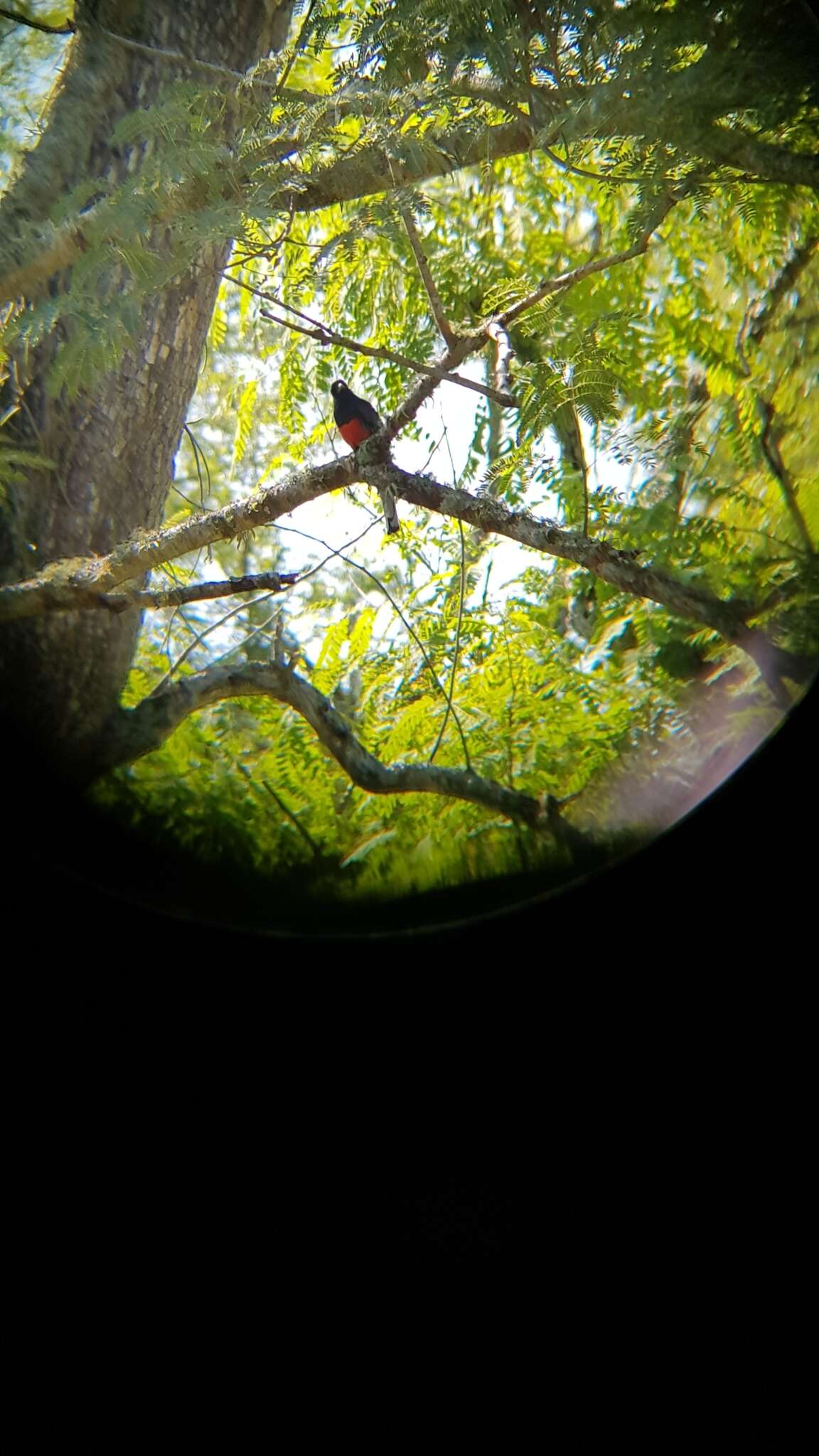 Image of Southern Surucua Trogon