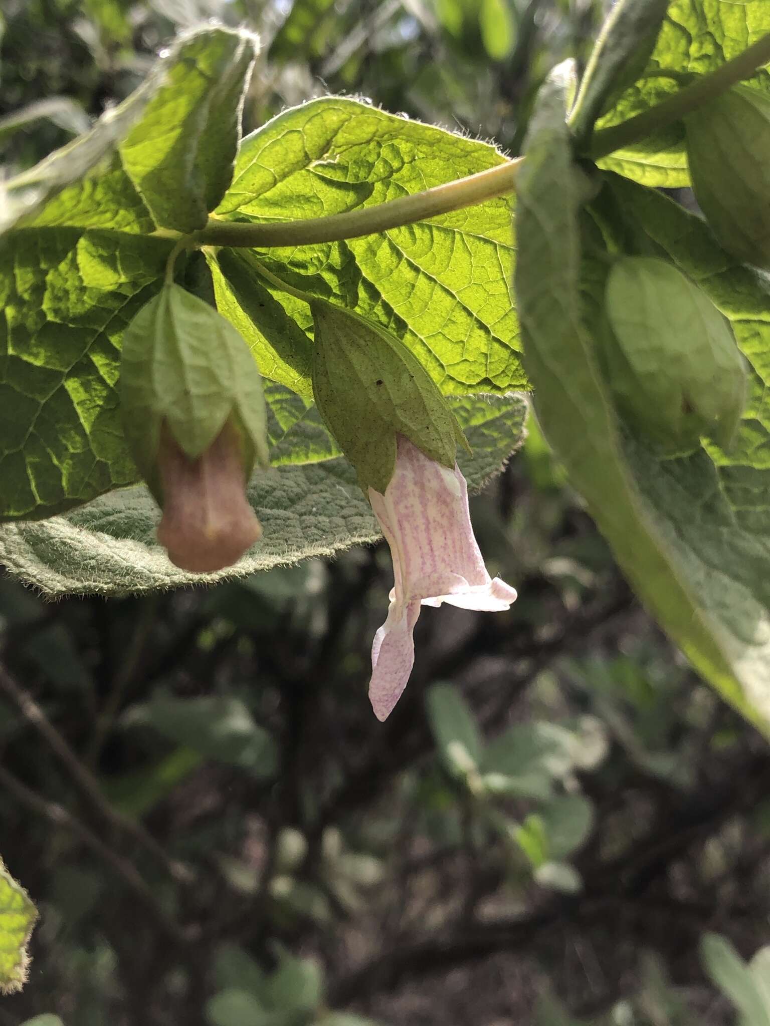 Image of Ross' pitcher sage