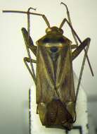 Image of Adelphocoris ticinensis (Meyer-Dur 1843)