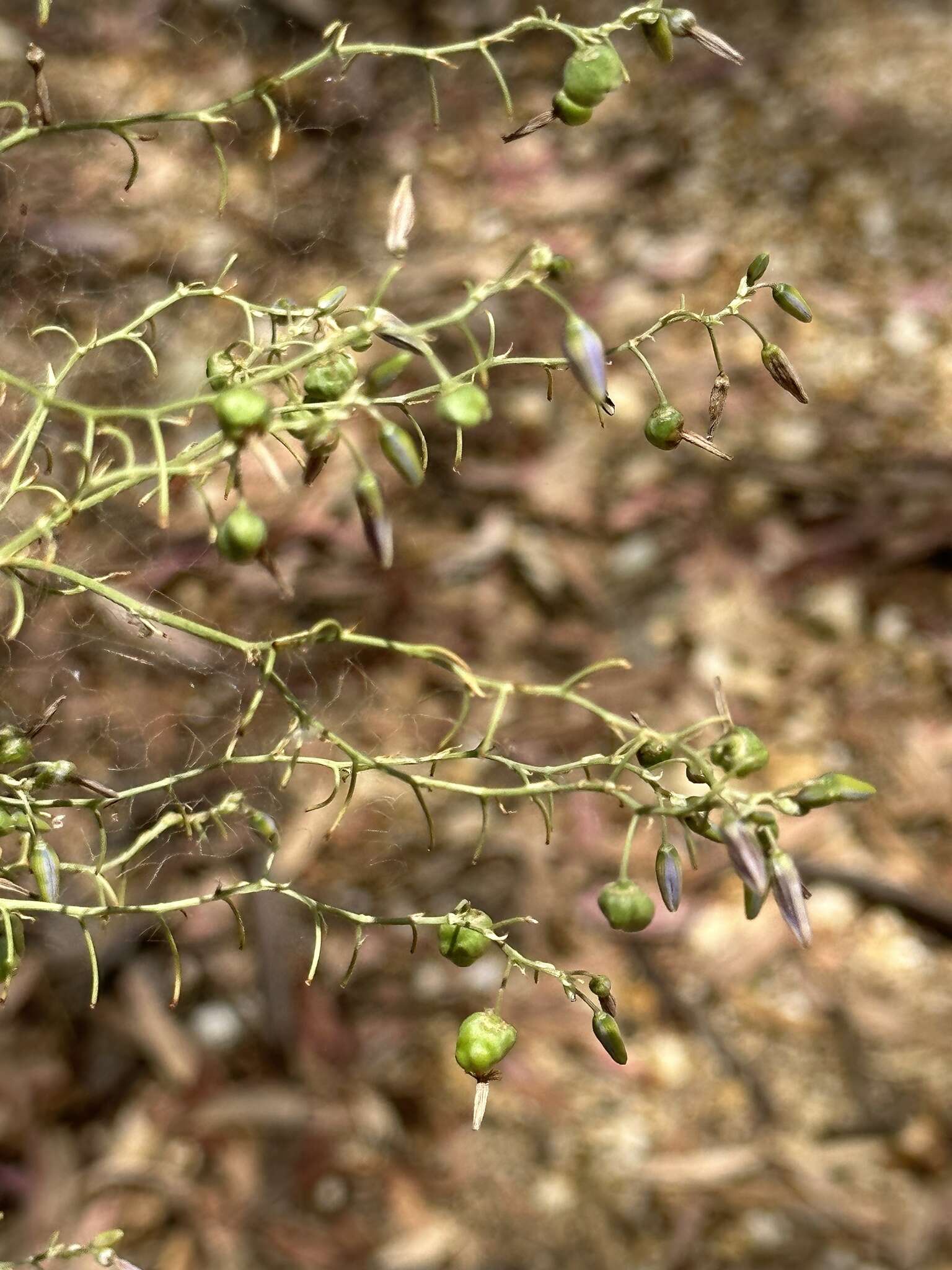 Слика од Dianella tarda Horsfall & G. W. Carr