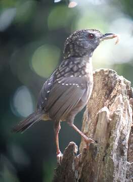 Image of Streaked Wren-Babbler