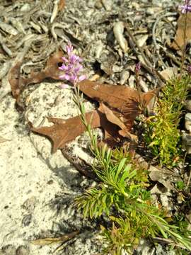 Image of Lewton's milkwort