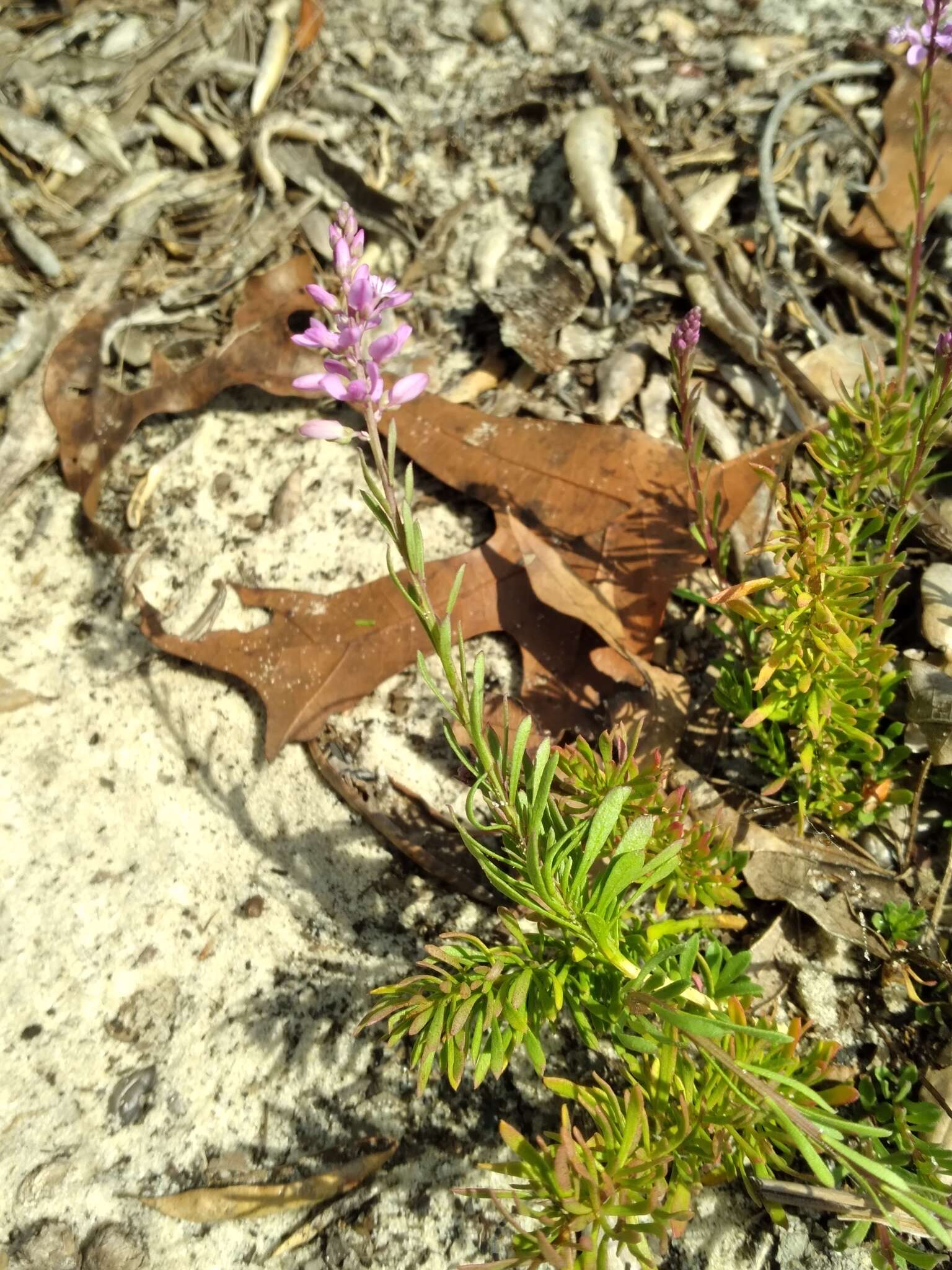 Image of Lewton's milkwort