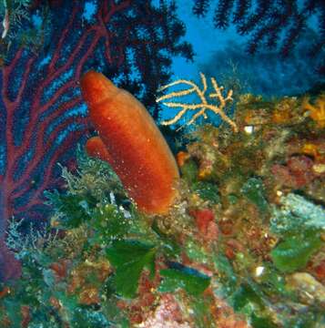 Image of red sea-squirt