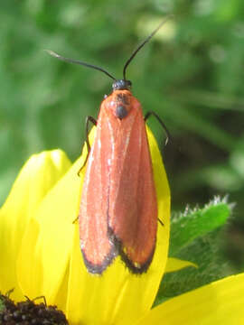 Image of Lycomorpha grotei Packard 1864