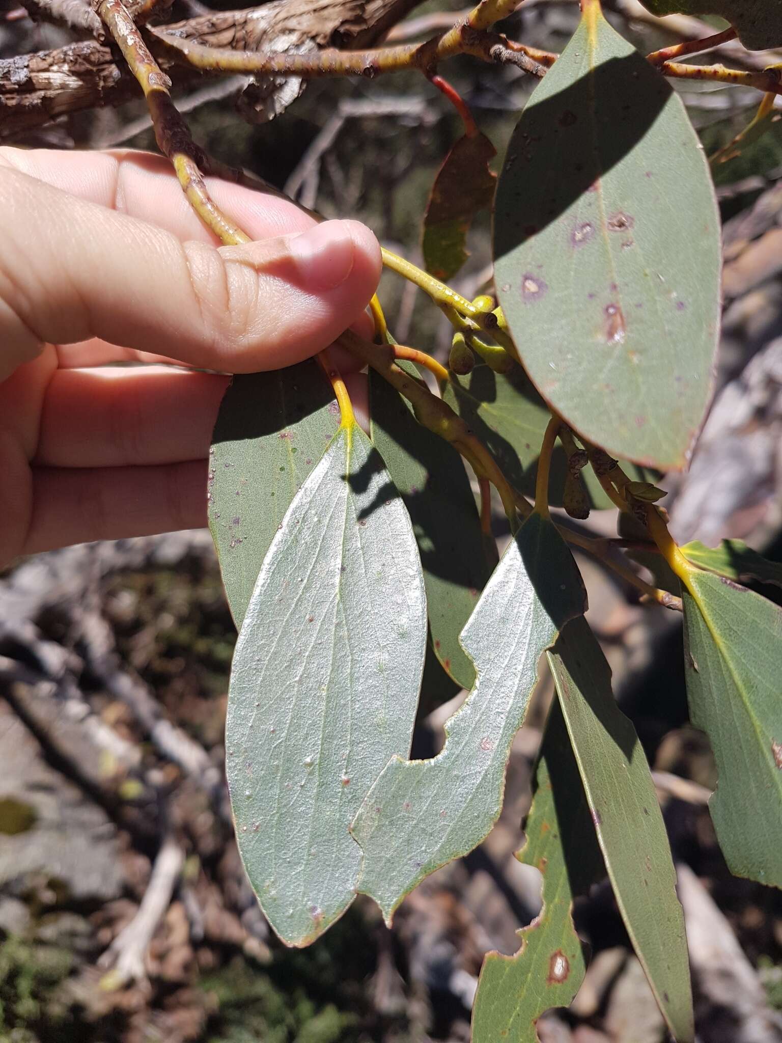 Image of Eucalyptus pauciflora subsp. niphophila (Maiden & Blakely) L. A. S. Johnson & Blaxell