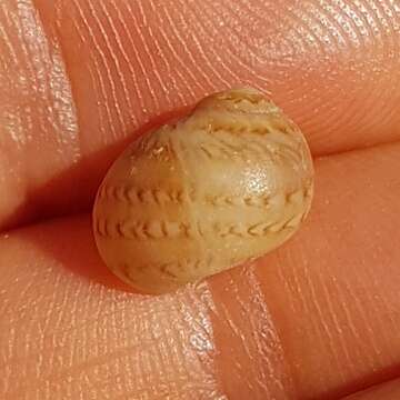 Image of Alder's necklace shell