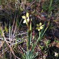 Image of Sisyrinchium conzattii Calderón & Rzed.