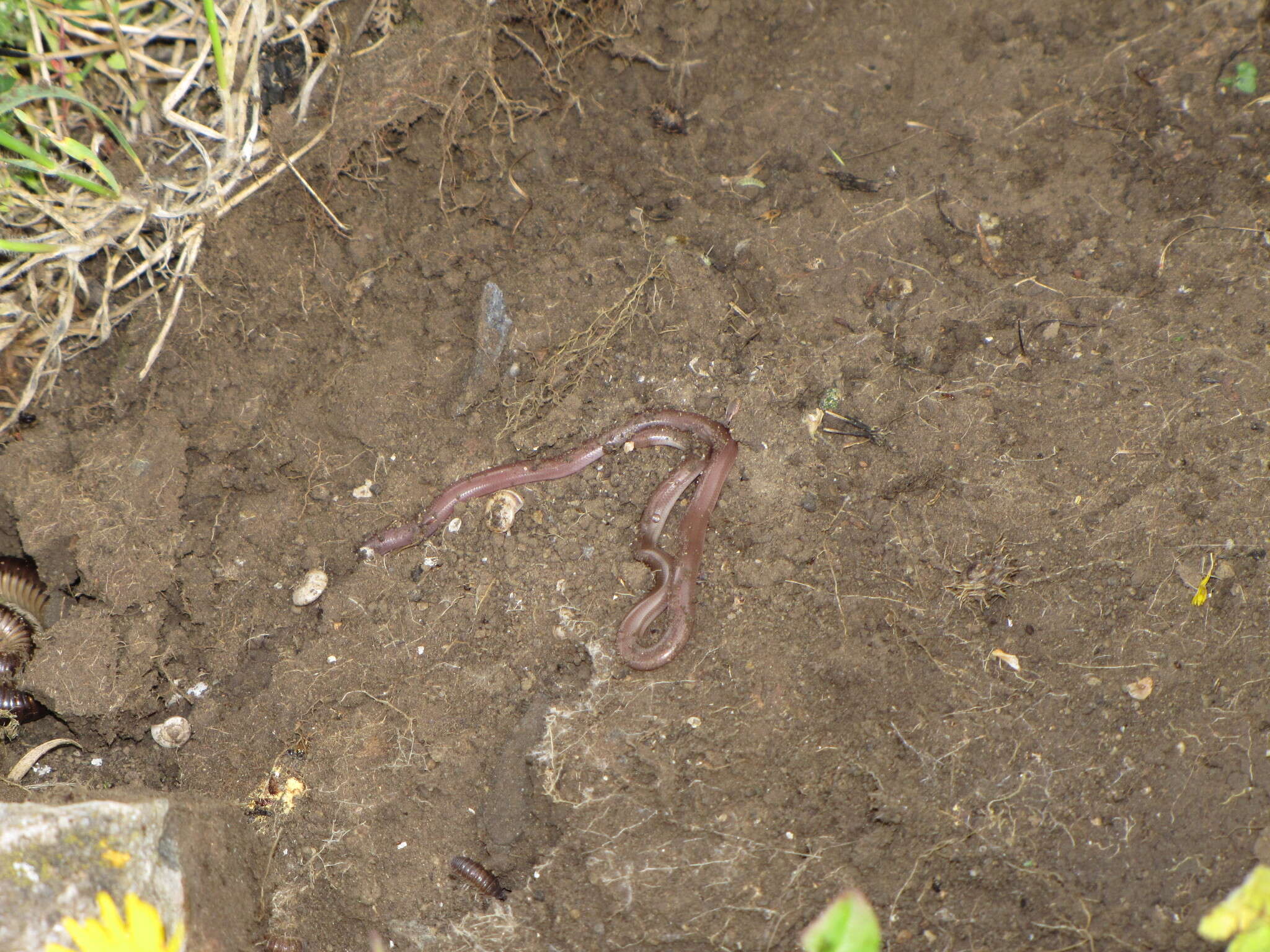 Image of Xerotyphlops Hedges, Marion, Lipp, Marin & Vidal 2014