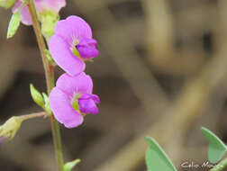 Tephrosia purpurea subsp. purpurea的圖片