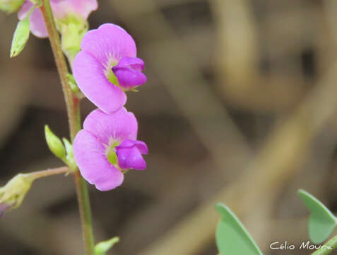 Sivun Tephrosia purpurea subsp. purpurea kuva