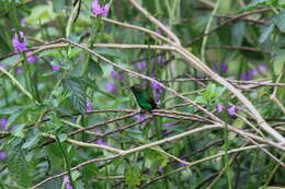 Image of Copper-rumped Hummingbird