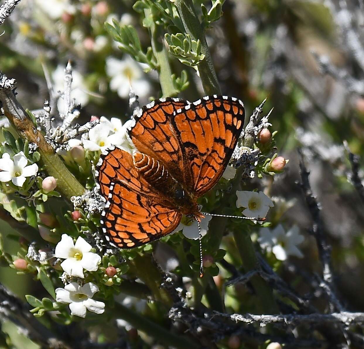 Image of Sagebrush Checkerspot