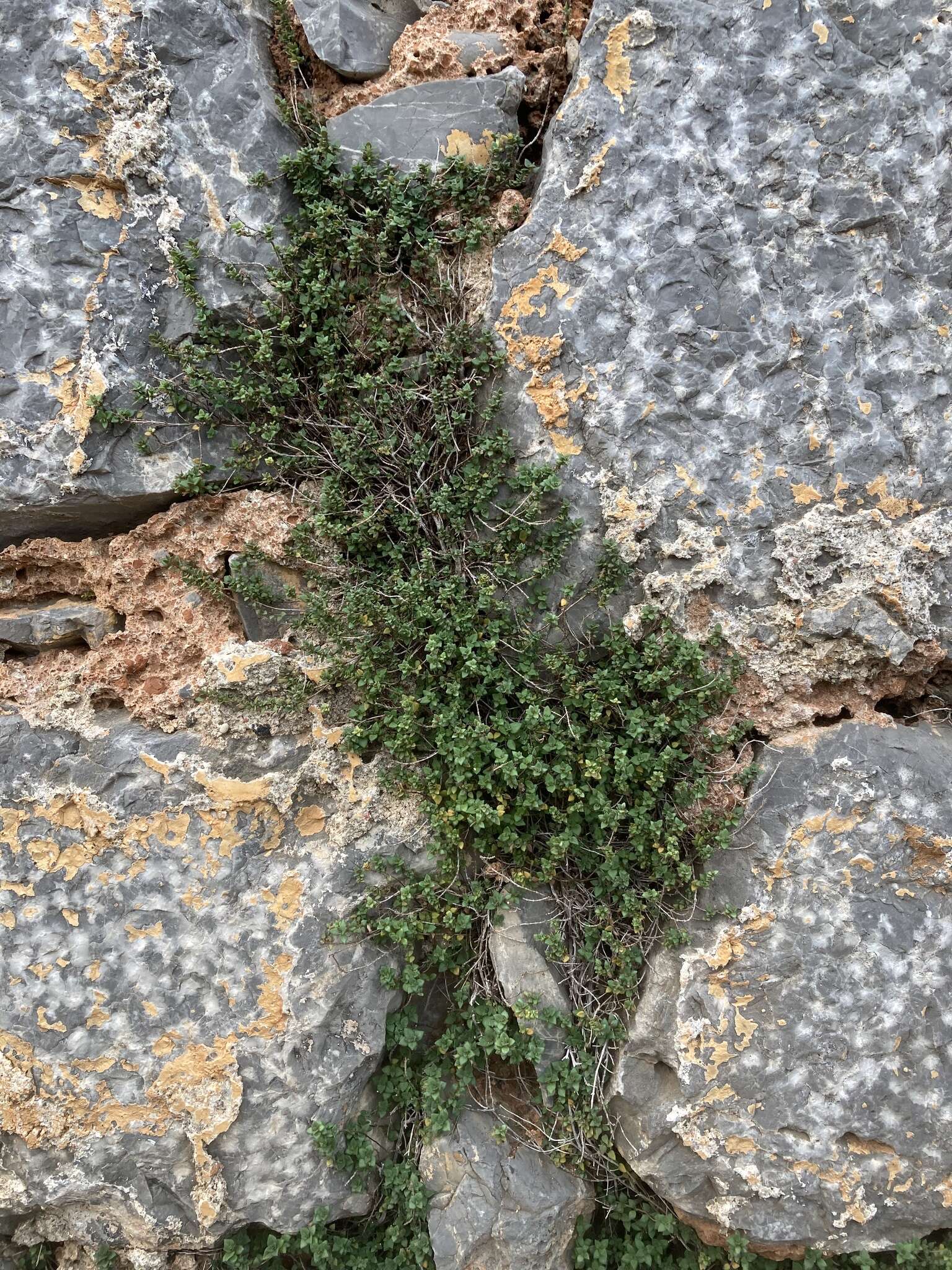 Plancia ëd Micromeria microphylla (d'Urv.) Benth.