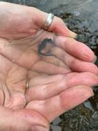 Image of Cape Seahorse