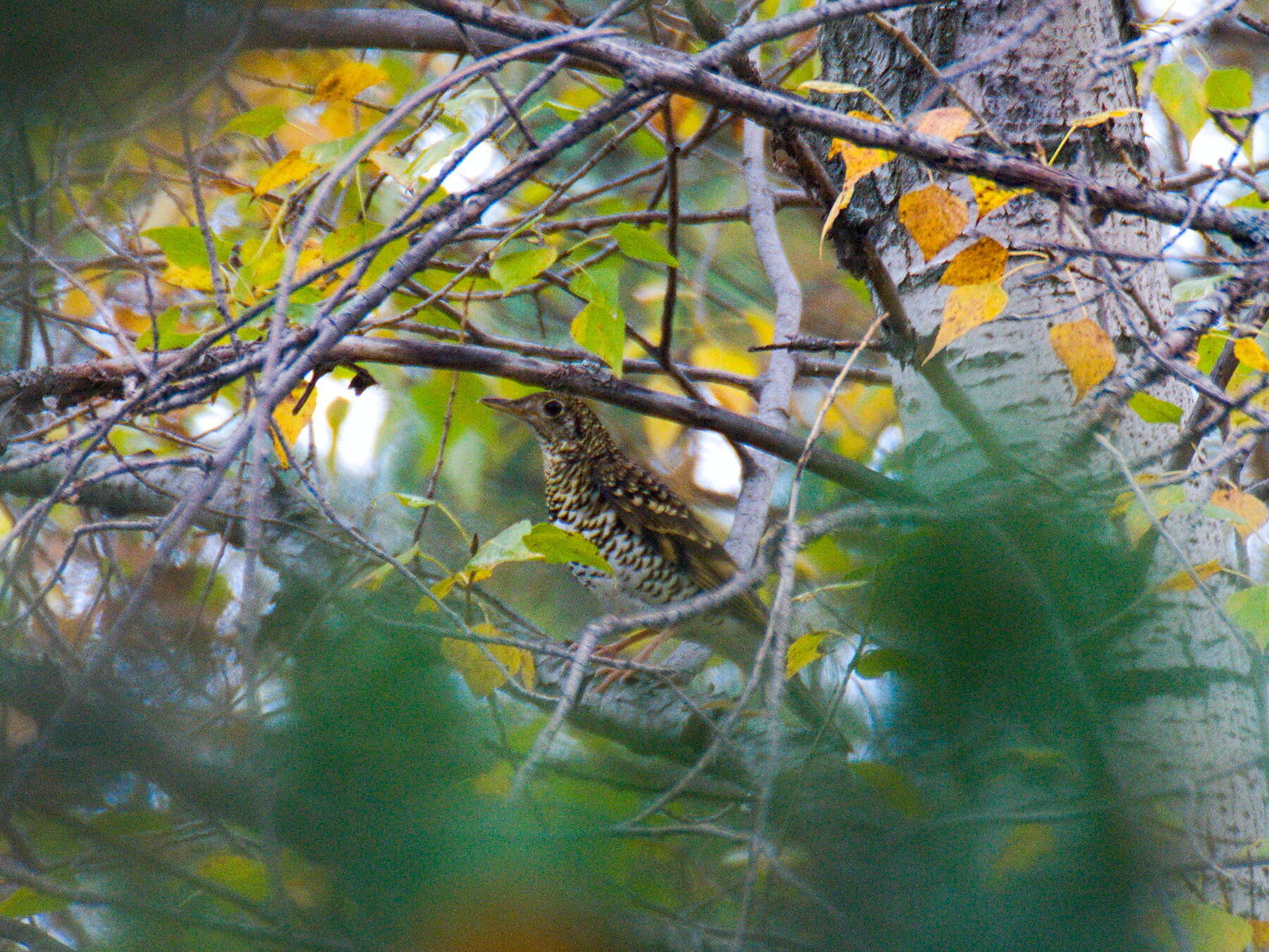 Image of White's Thrush