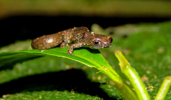 Image of Ramos' Mushroomtongue Salamander