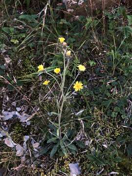 Image of Hieracium morii Hayata