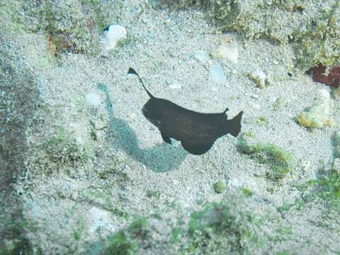 Image of Black-barred razorfish