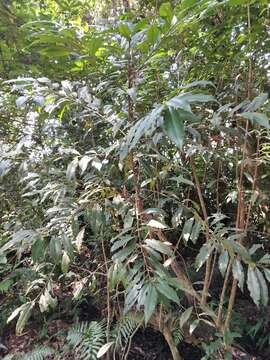 Image of Ardisia quinquegona Bl.