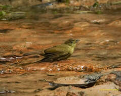 Image of Cachar Bulbul