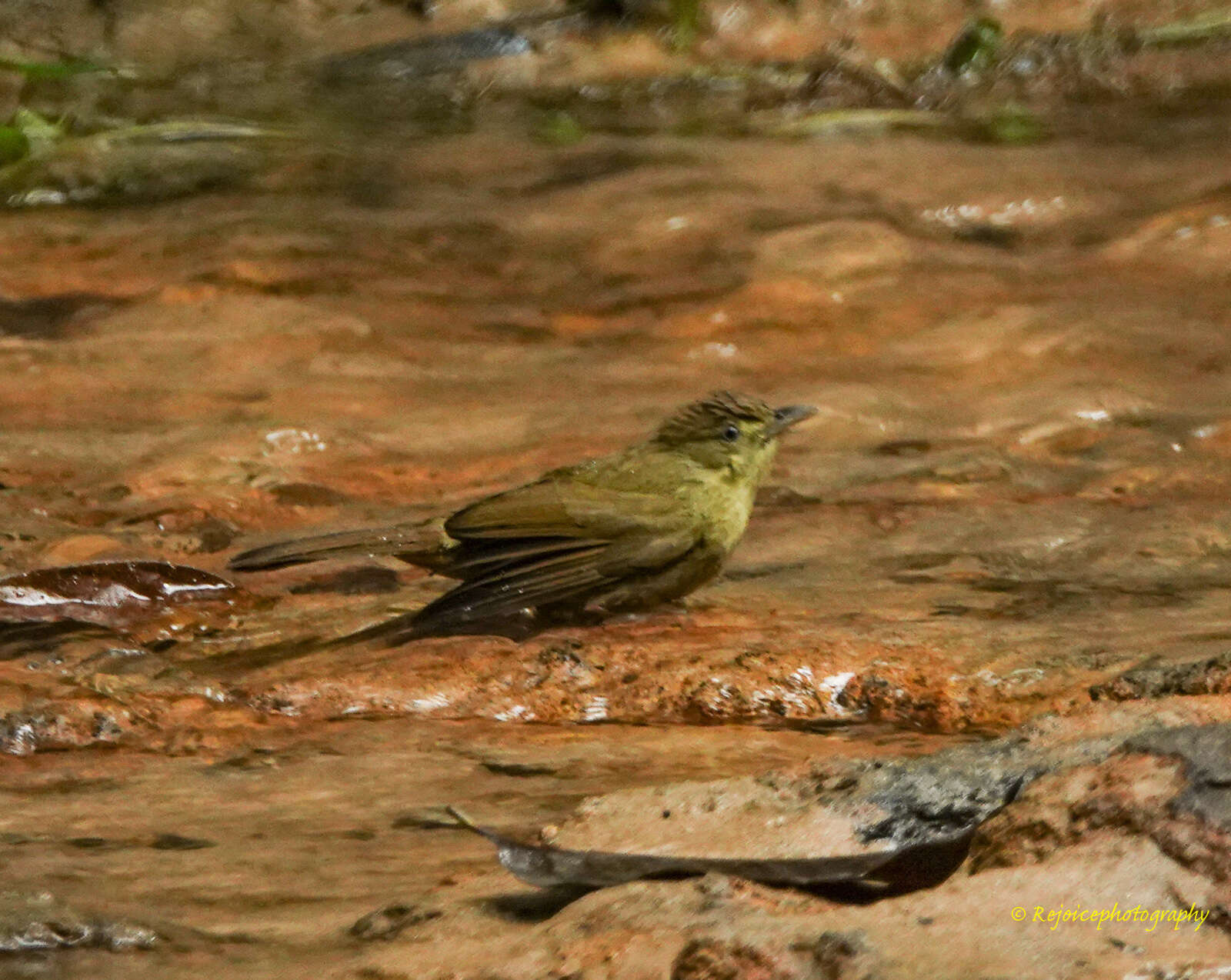 Image of Cachar Bulbul