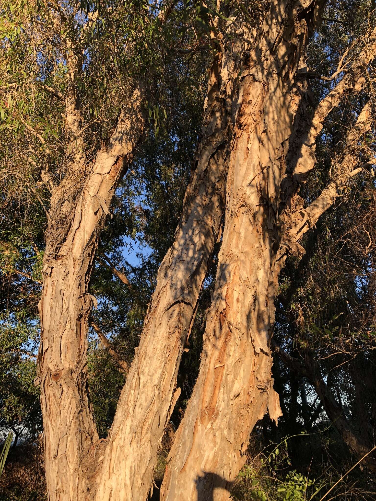 Image of Melaleuca leucadendra (L.) L.