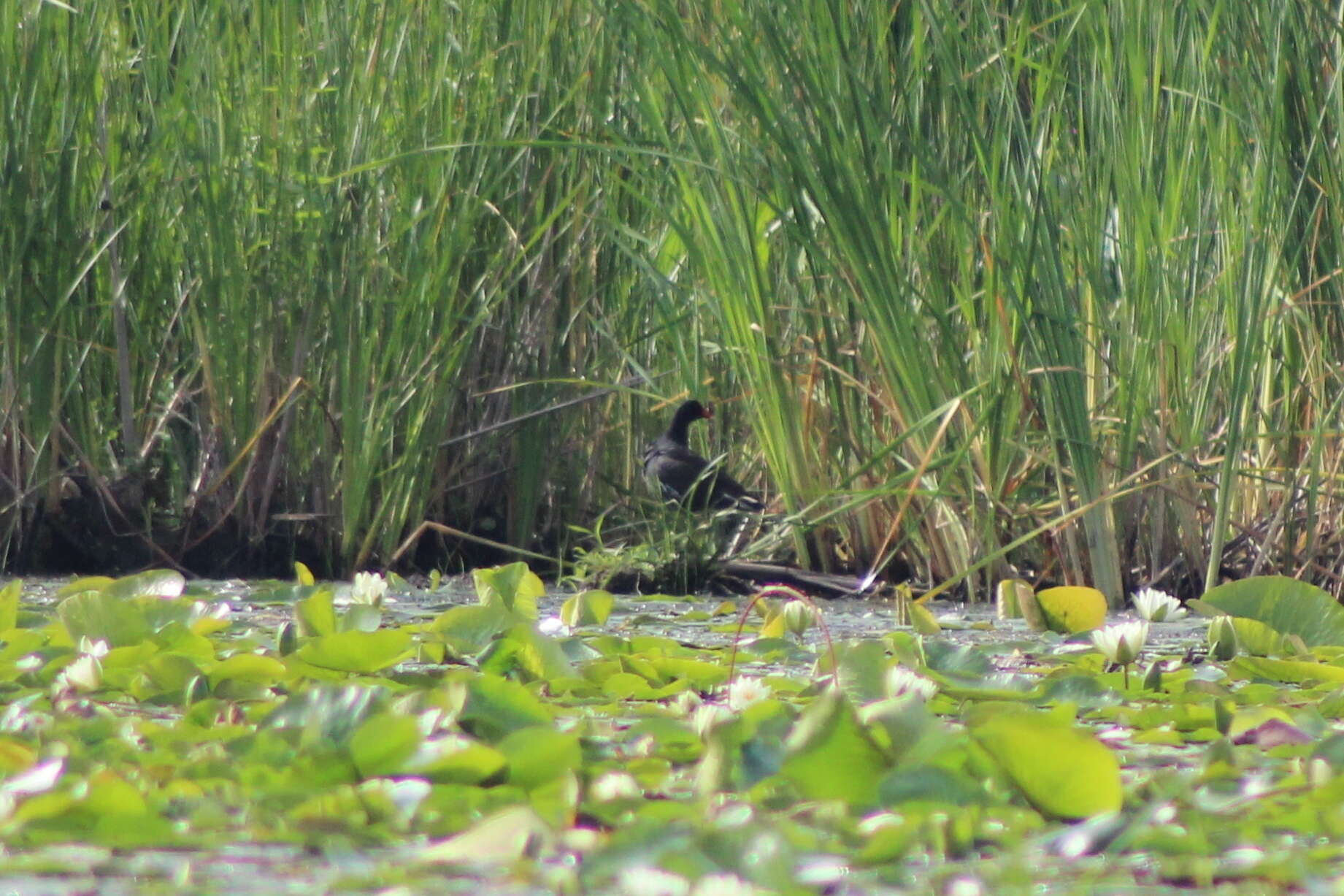 Image of Common Gallinule