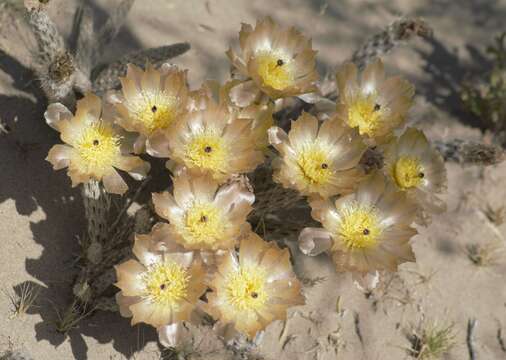 Imagem de Pterocactus tuberosus (Pfeiff.) Britton & Rose